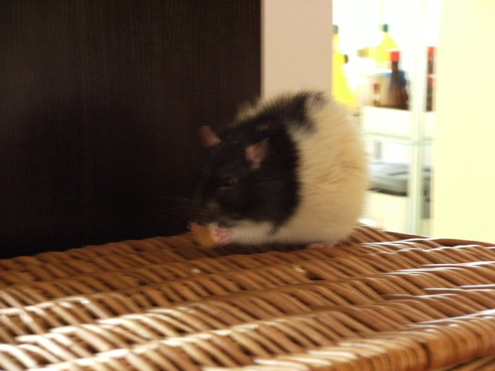 bořek.jpg