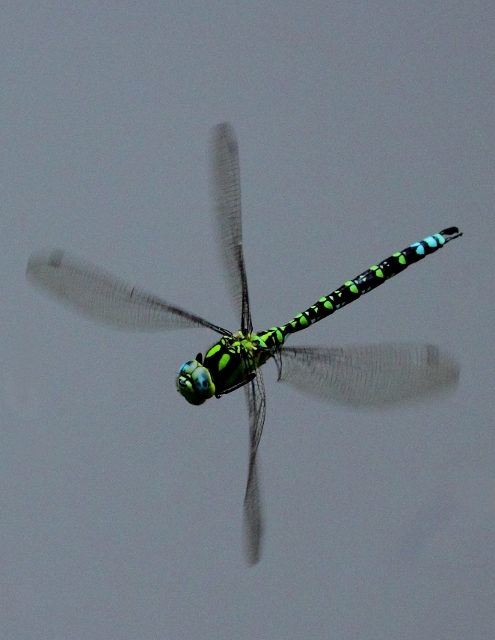 Anax imperator