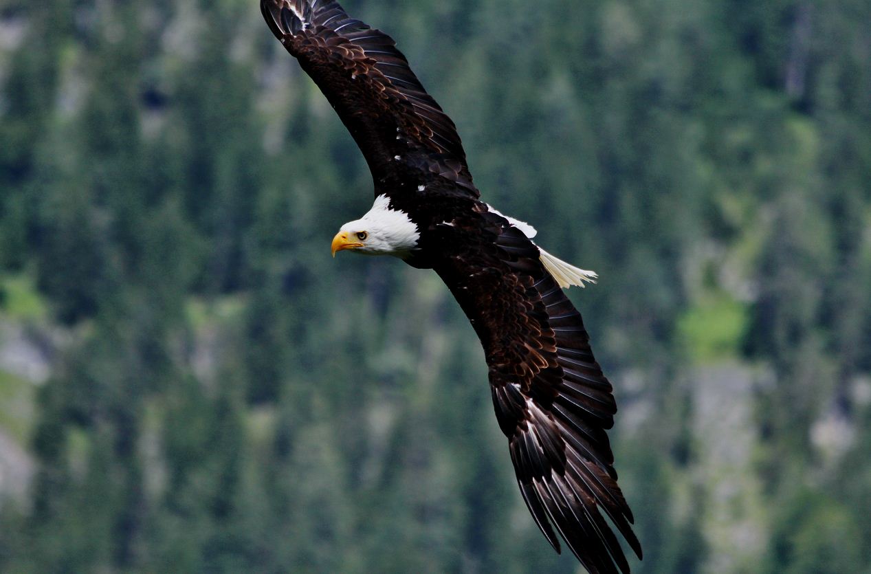 Haliaeetus leucocephalus. Der Weißkopfseeadler.<br />Foceno-Canon EF 70-300mm 1:4,0-5,6 IS USM Objektiv