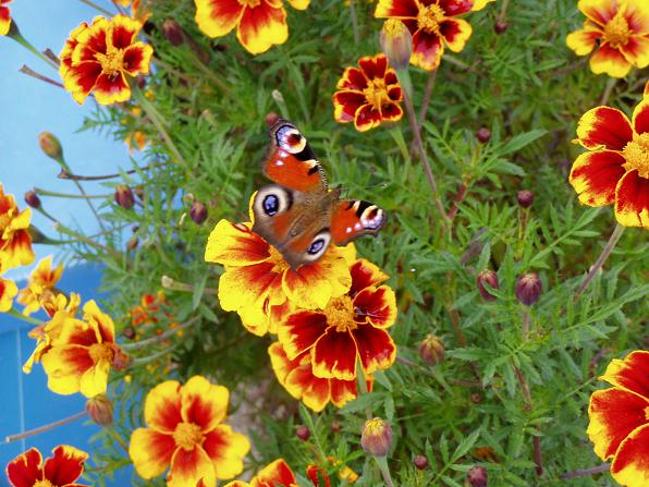 Nový Bor 10.10.2009 108.jpg