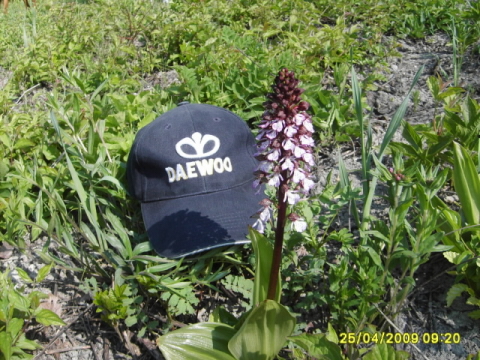 Vstavač nachový