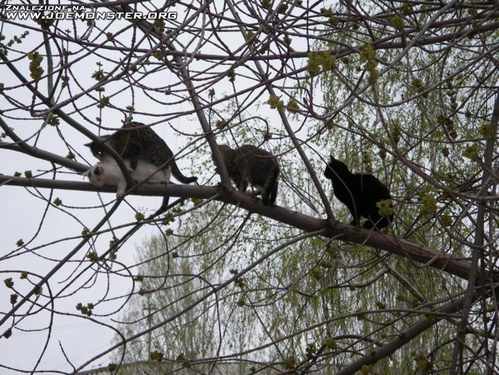 Dnes sa uz stoja fronty na vsetko.jpg